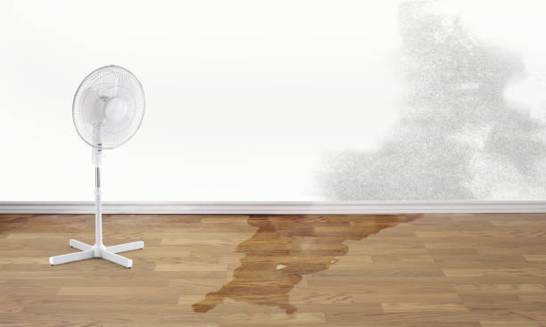 Best Water damage contractors near me  in Socastee, SC